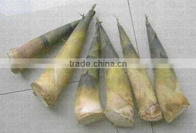 TW-822 Made in Taiwan Ginger procesing Machine (Video)