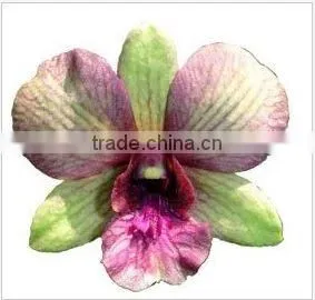 Thailand Top Quality D-001 Dendrobium Sailung Orchid
