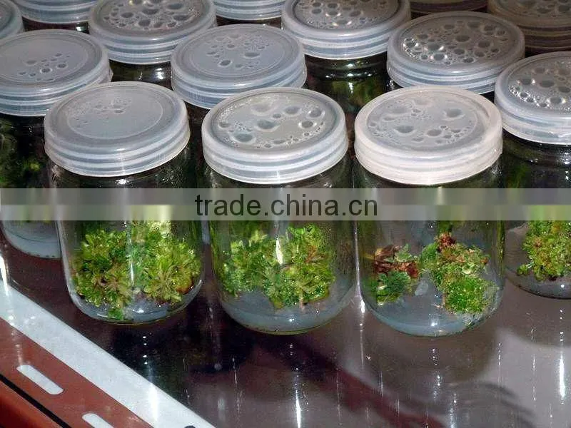 Tissue culture bottle