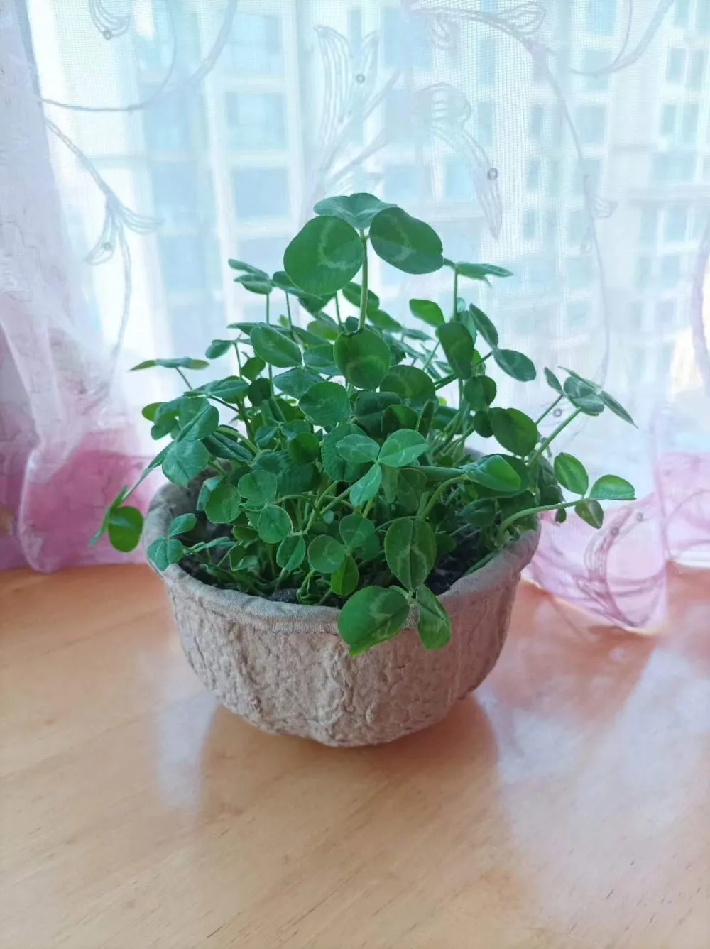 molded-pulp-flower-pot-floral-container (20)