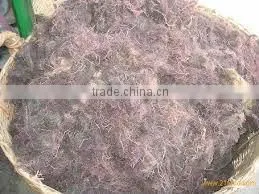 GRACILARIA IN VIETNAM WITH BEST PRICE