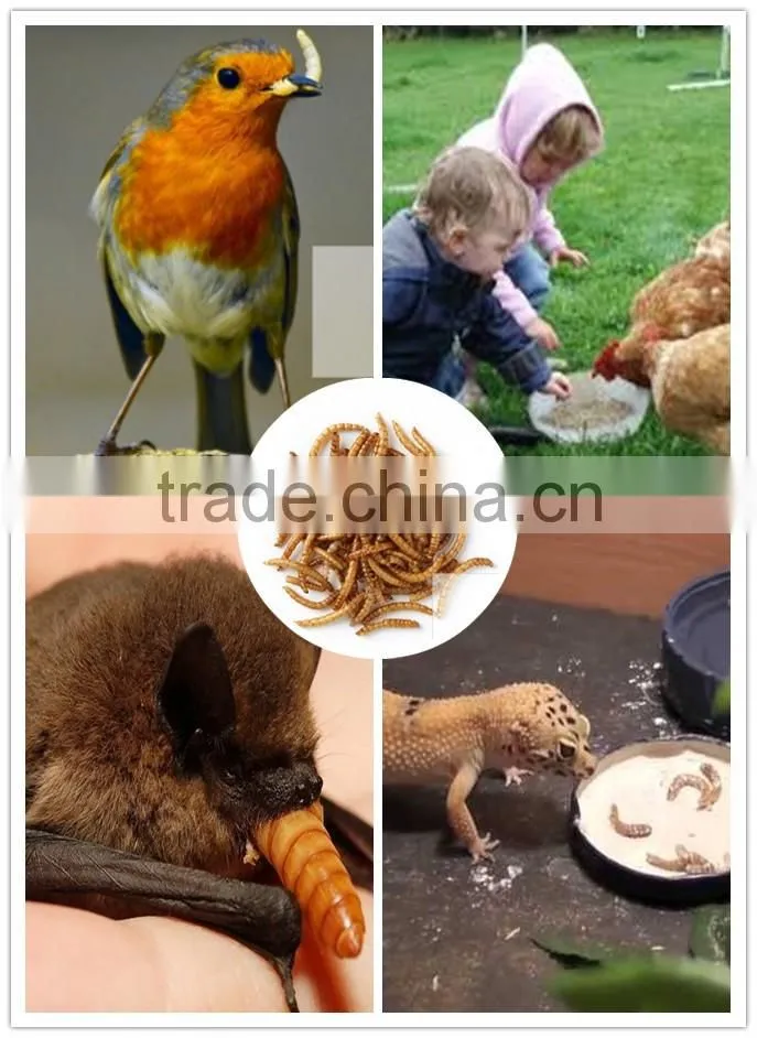 High Nutrition Dried Mealworms for Pet food