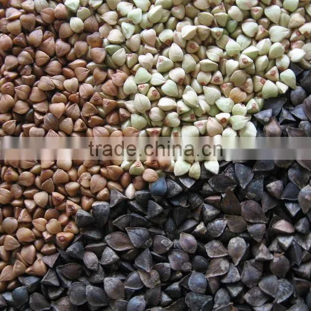 Rosted Buckwheat Kernel,Roasting Buckwheat,Buckwheat