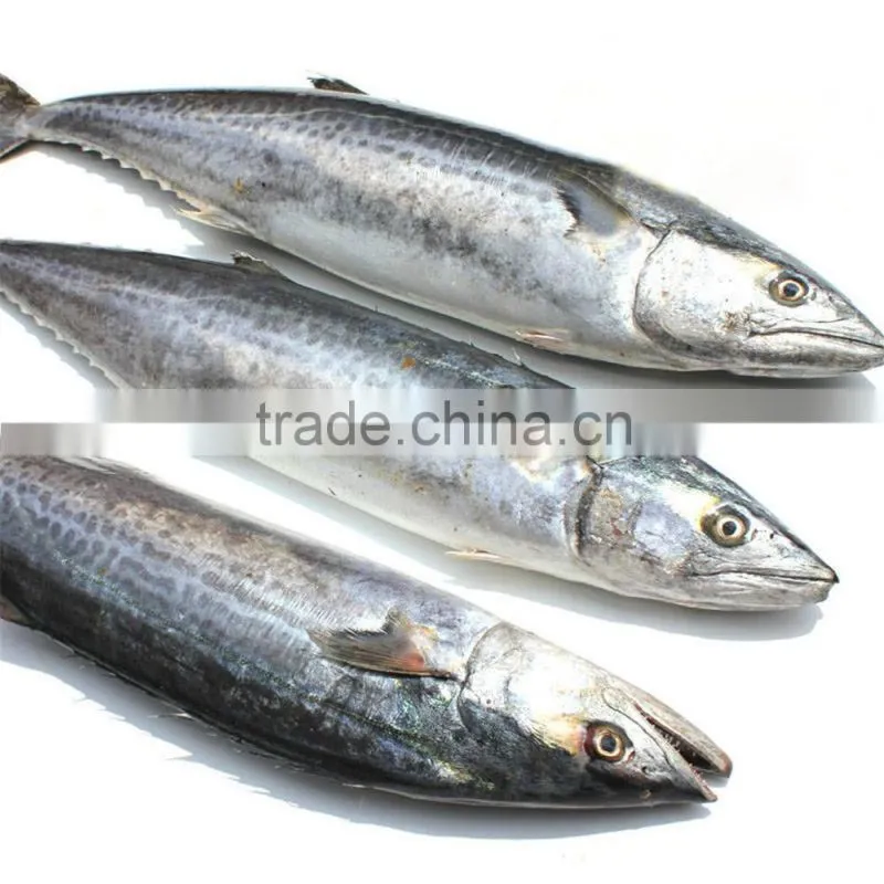 Small frozen Spanish mackerel for sale