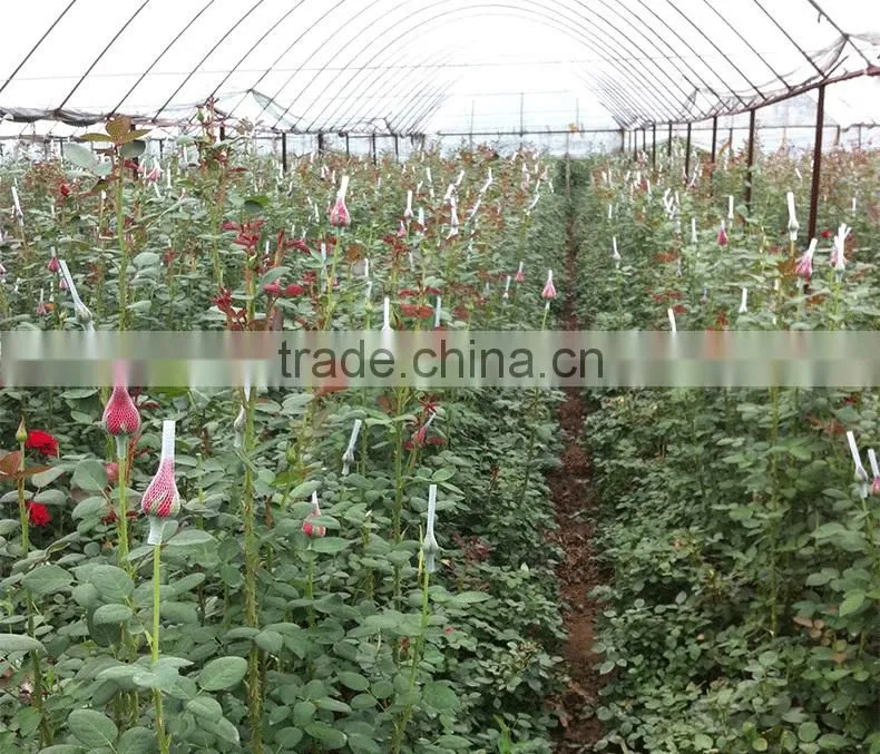 Export cut fresh flower of red rose flower from china