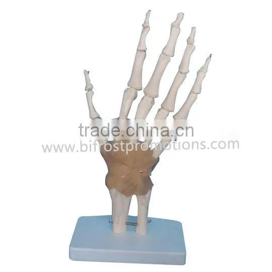 Hand Model