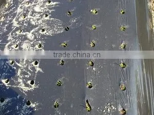 black mulch agriculture with perforated hole