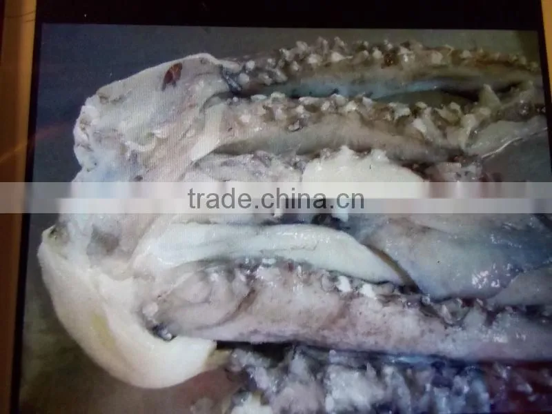 Frozen giant squid tentacle