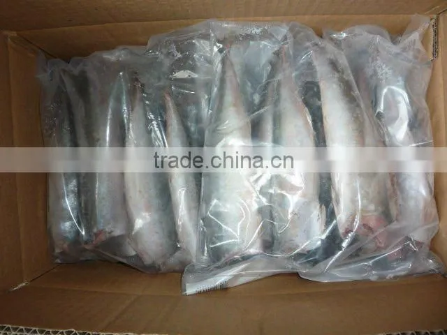 Good quality frozen Spanish Mackerel