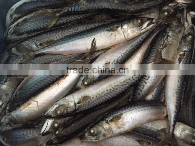 Factory Directly frozen pacific mackerel hgt fish for wholesales