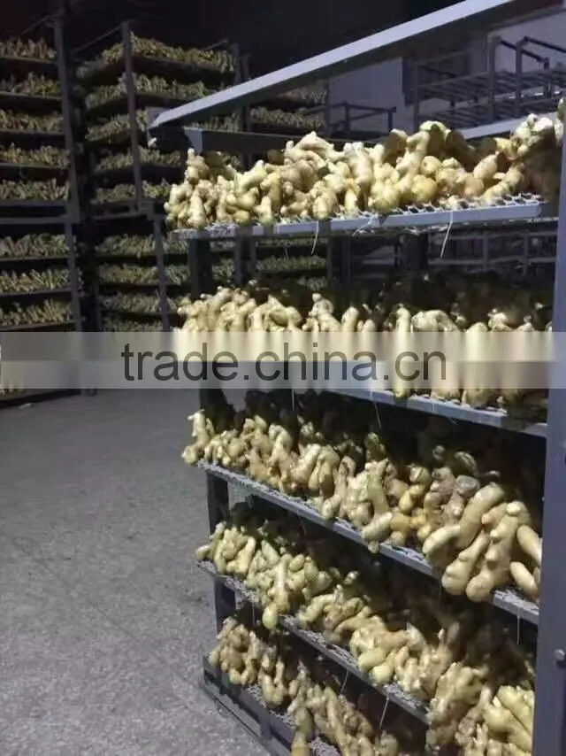 wholesale high quality Chinese fresh ginger