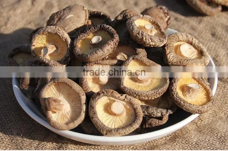 shiitake mushroom from yunnan