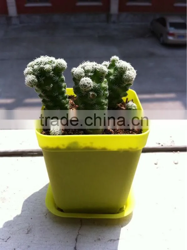 PP cheap square flower pots