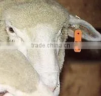 plastic ear tag,male tag