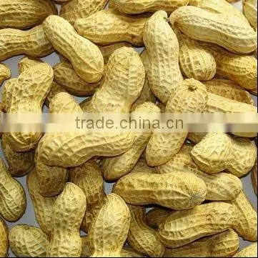 Dry roasted peanuts in shell