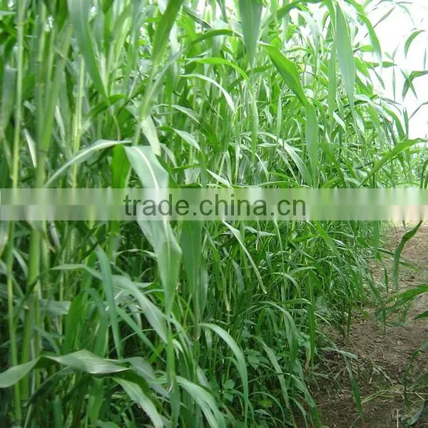 2016 Newest Forage Grass Seeds Gaodan Grass Seeds Sorghum sudan grass seeds For Growing