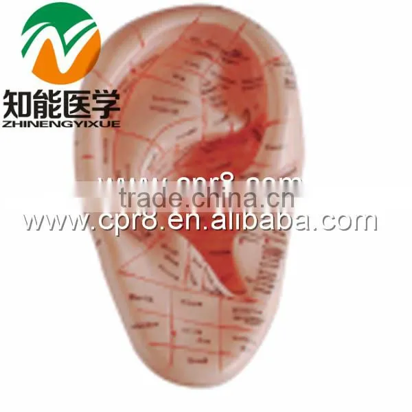 BIX-Y1024 12cm Ear massage model