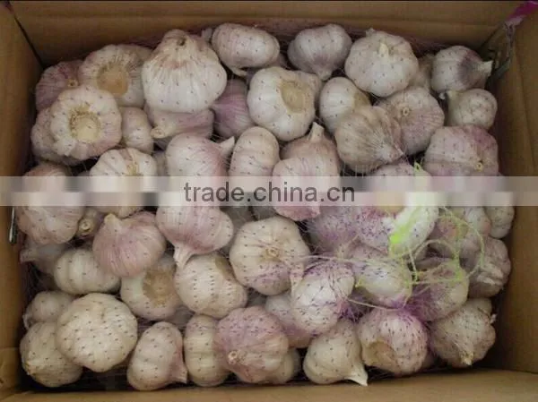 2016 cheap fresh garlic factory directly supply
