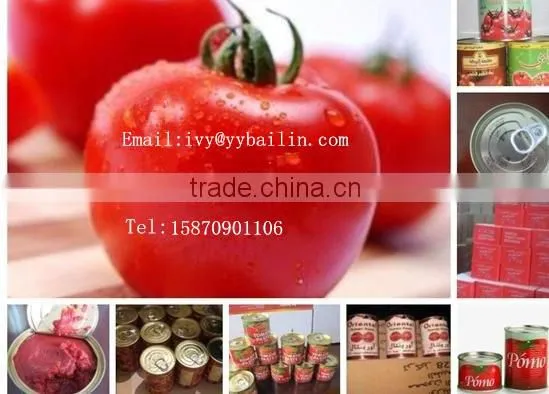 Factory supply good quality and lower price canned tomato paste