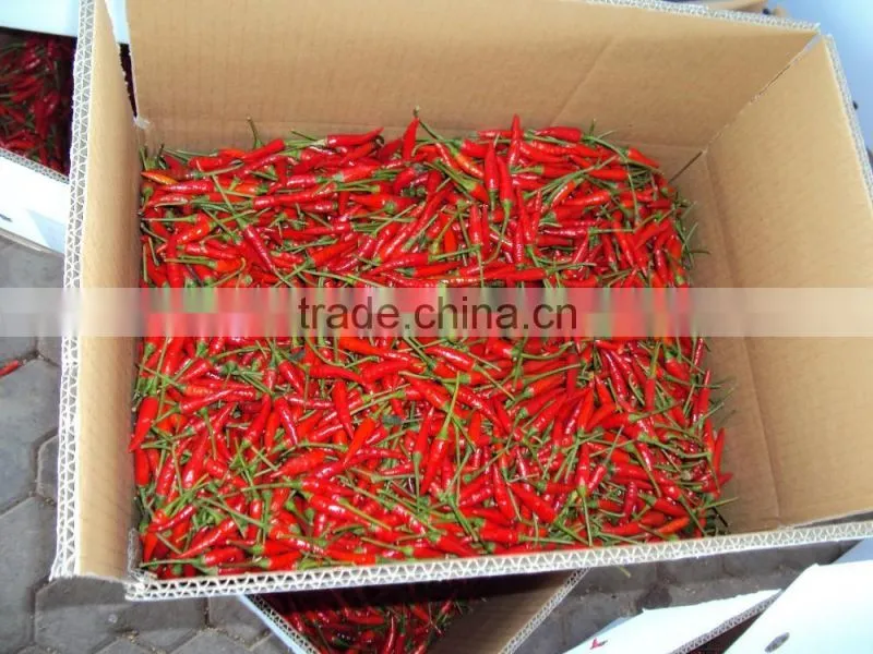 FRESH TURMETIC WITH BEST PRICE AND GOOD QUALITY