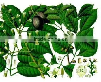 Elemi Oil Natural