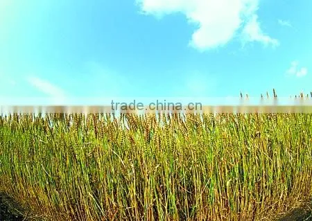 kitchen rice husk fiber round plate