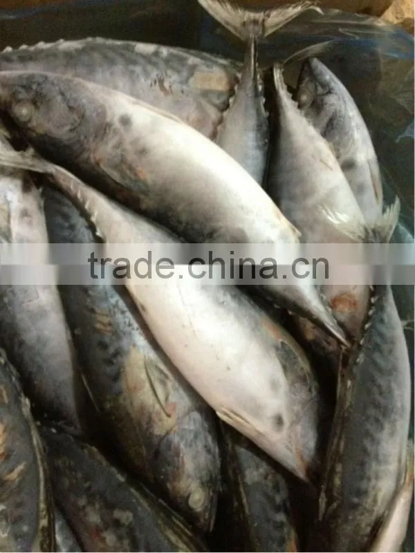 frozen bonito