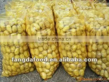 Fresh High Quality Holland Potato Hot Selling