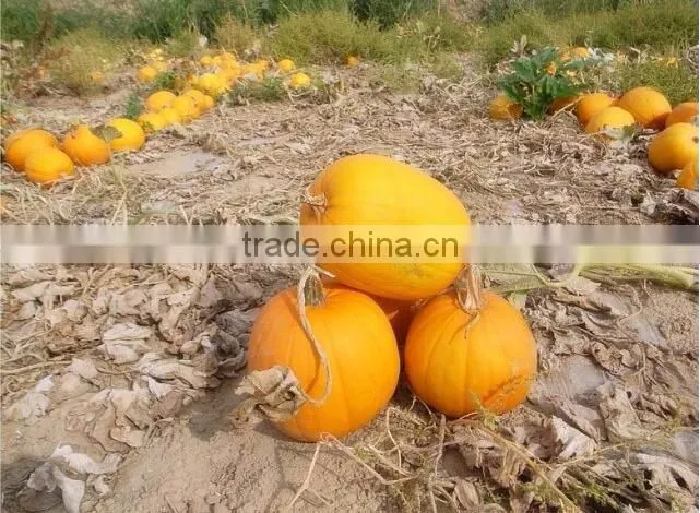 China organic pumpkin kernels grow without shell for oil use