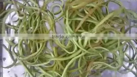 High-Rate Fruit Kiwi Peeling Machine, Orange Peeling Machine