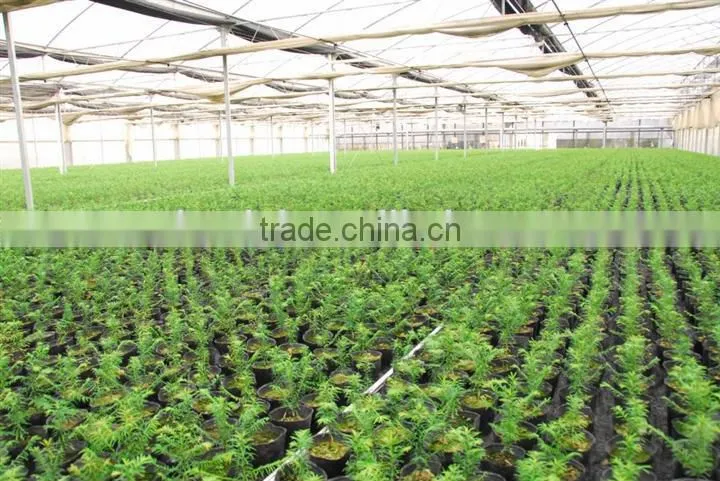 Nursery Greenhouse Plastic Film