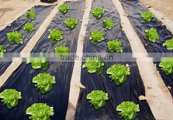 garden cloche plant cover