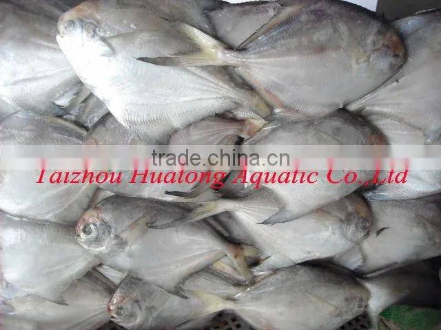 new arrival frozen whole round slive pomfret with many size