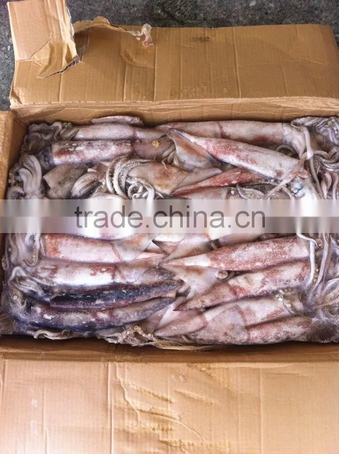 Frozen Squid todarodes pacificus300-500g