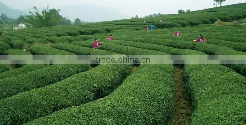 Tieguanyin Chinese most popular oolong tea Organic oolong tea
