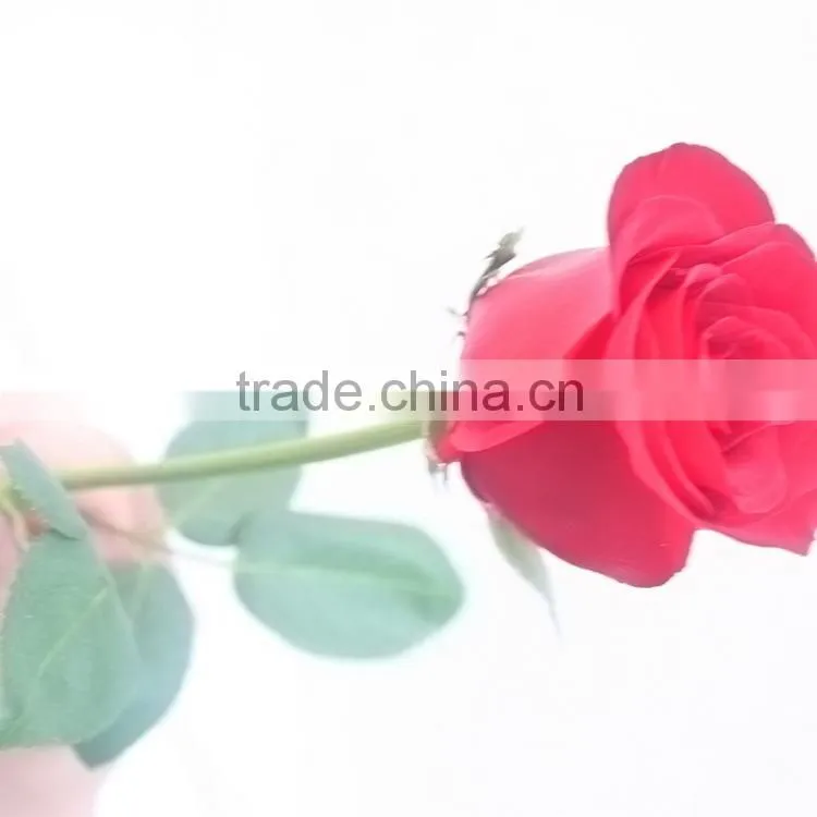 Color Carola table centerpieces single rose