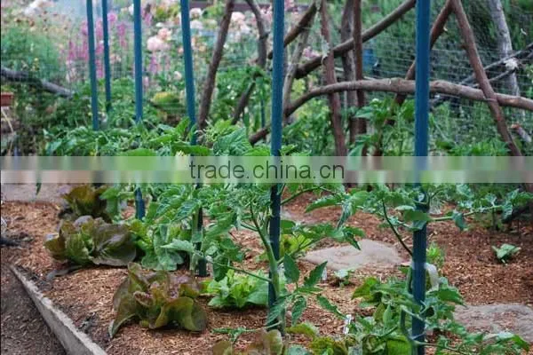 Fiberglass Tomato Stakes