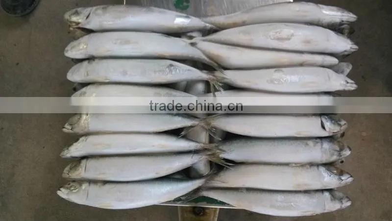 Frozen Mackerel 150-200g 200-300g 300-400g