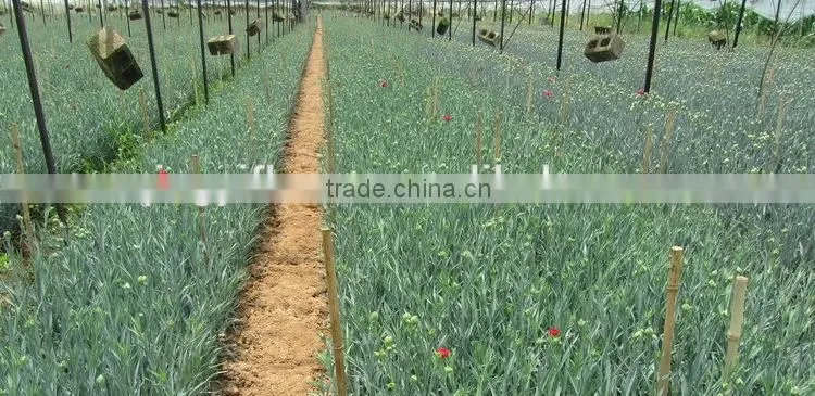 Pure and mild flavor best selling beautiful myosotis fresh flower for decoration