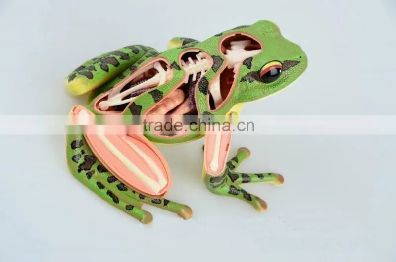 V-AM058 4D MASTER Frog specimen anatomical model