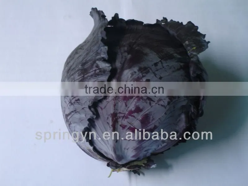 2016 Fresh purple cabbage Chinese organic cabbage