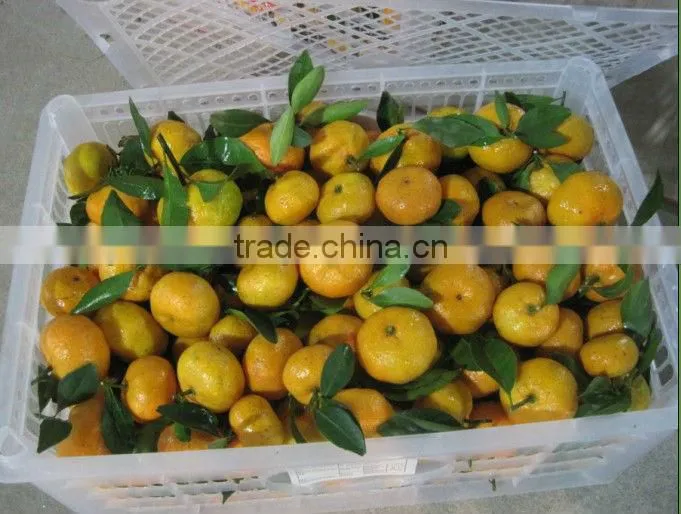2012 shatang orange to quality & cheapest price