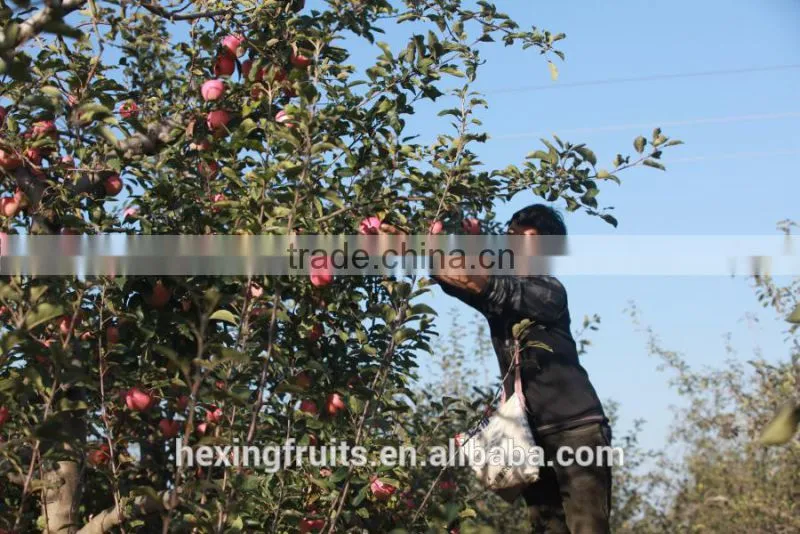 Matured apple fruits Variety and fresh fruits Type mature whole fuji apples