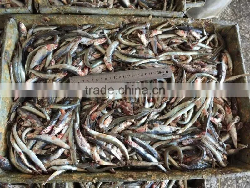New landing fresh frozen anchovy