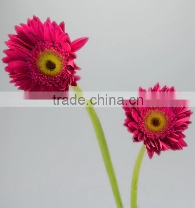 Factory Purple Petal gerbera fresh flower