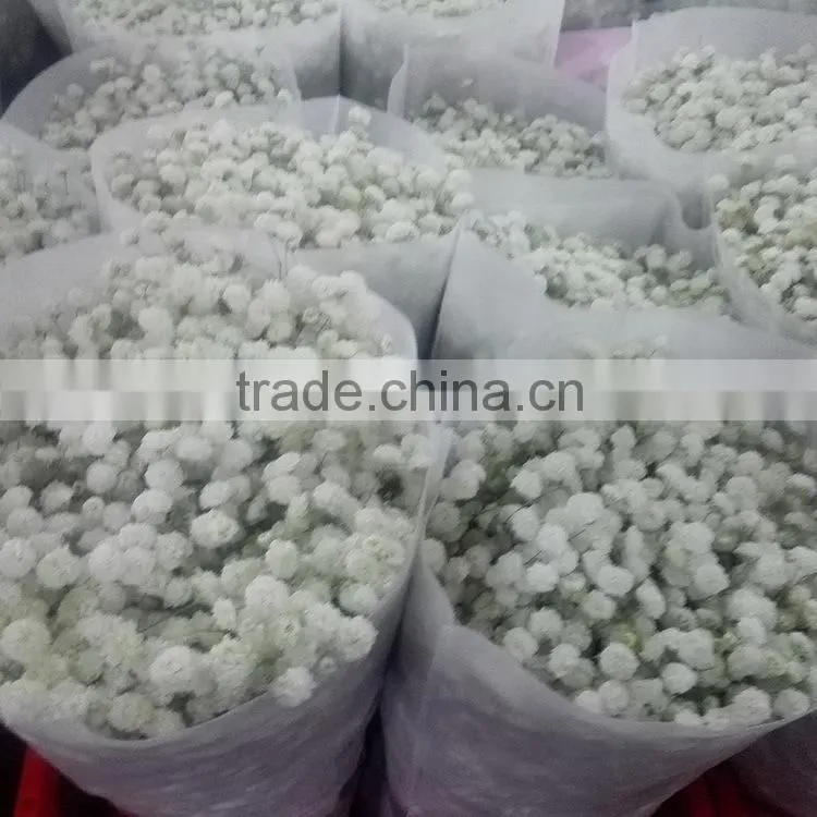 Special unique nature preserved gypsophila