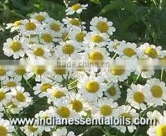 Chamomile Oil Blue