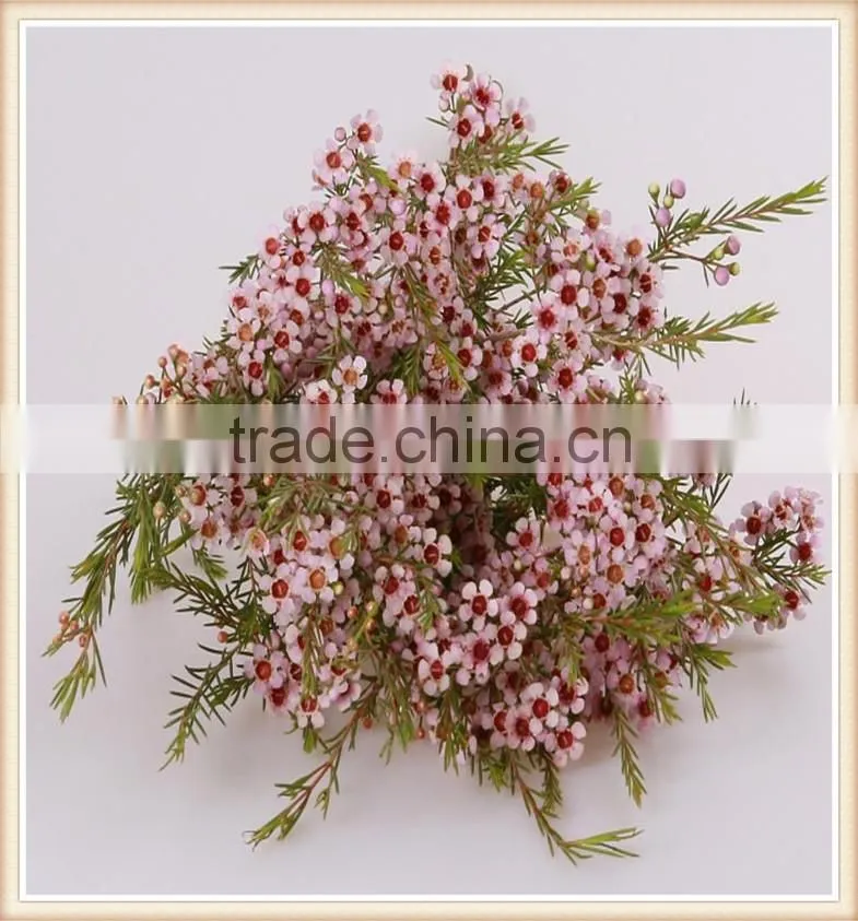 the most beautiful fresh wintersweet flower to export