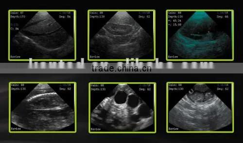 veterinary equipment for equines