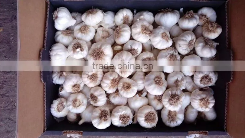 High quality Garlic White garlic with good packing